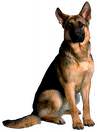 german-shepherd