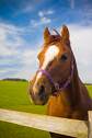horse-1