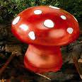 mushroom