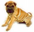 shar-pei