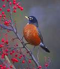 bird-2