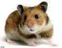 hamster-1