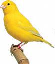 bird-3