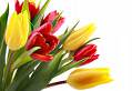flowers-2