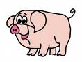 pig