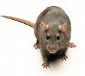 rat-1