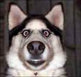 dog-surprised