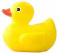duck-1