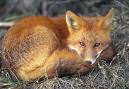 fox-1