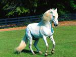 horse-white