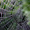 spider-web