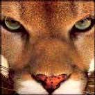 cougar-2
