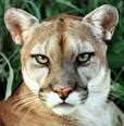 cougar
