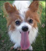 dog-panting