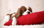 dog-puppy-sleeping-1