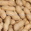 nuts