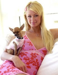 paris-hilton-puppy