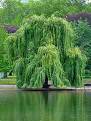 weeping-willow