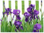 white-picket-fence