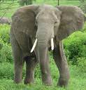 elephant 1
