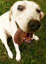 dog funny 1