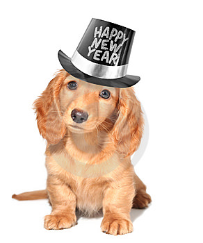 new years puppy 1