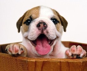 puppy 3