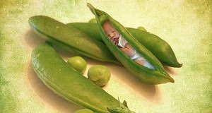 pea in a pod