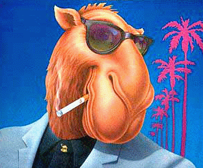 camel 31