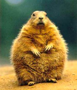 groundhog day
