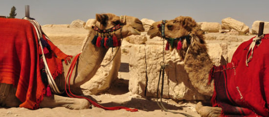 camel 32