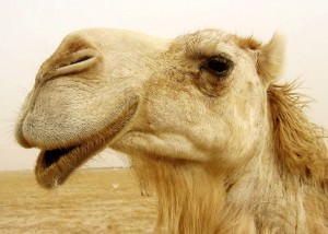 camel