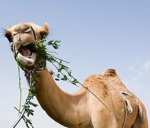 camel eating