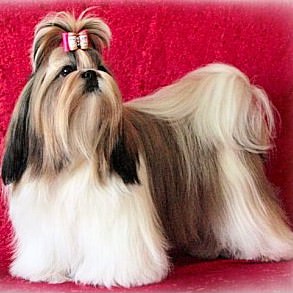 dog 1