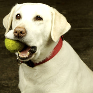 dog tennis ball