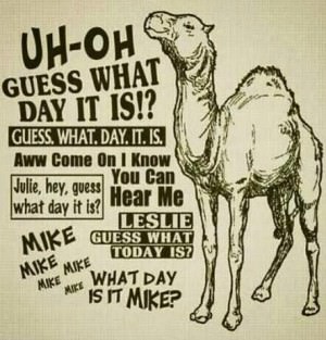 camel hump day 5