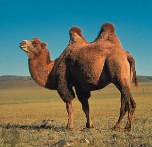 bactrian camel