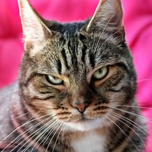 cat 2