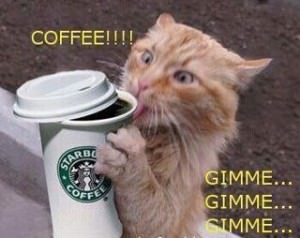 cat coffee