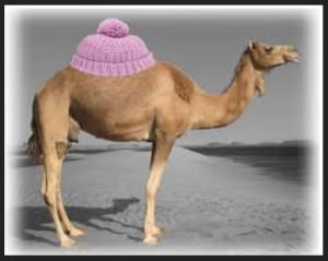 camel 34