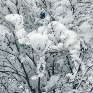camel snow 3