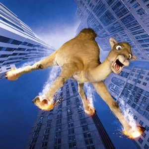 camel falling