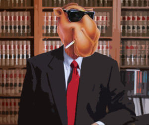 camel 41