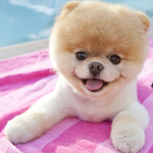 pomeranian 2