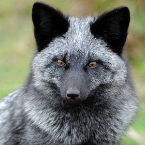 silver fox