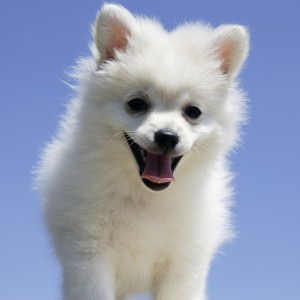 white puppy