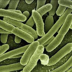 germs 1 1