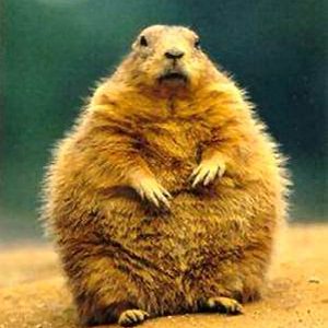 groundhog day