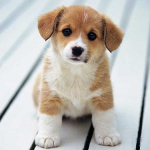 puppy 6 1