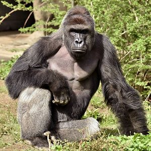 gorilla cincinnati